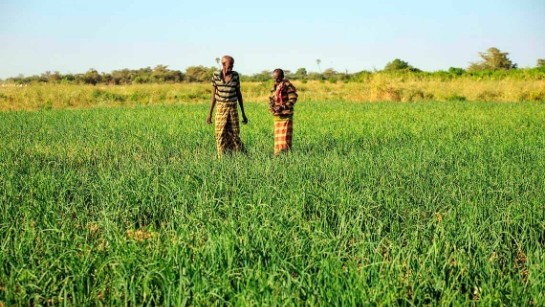 IKEA Foundations generösa donation till UNHCR:s arbete stödjer insatser för utveckling inom jordbruket och samexistens mellan flyktingar och lokalbefolkningen runt om i Etiopien.