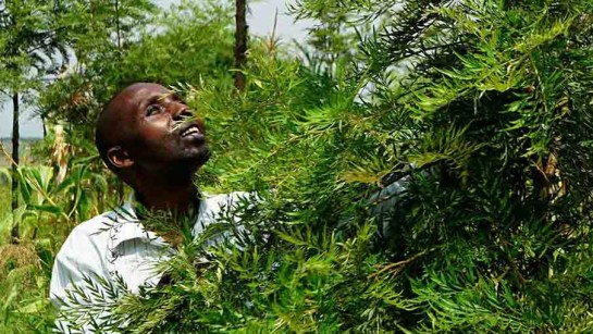 Joseph Mabwire är flykting från Demokratiska Republiken Kongo. Han bor i flyktinglägret Nakivale och jobbar med att plantera nya träd.  