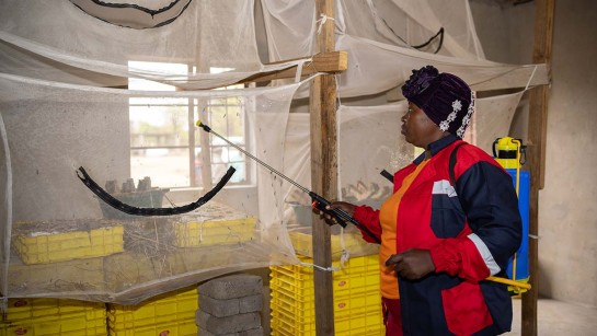 Francine spejar insektsodlingens nät med vatten för att hålla rätt temperatur.
